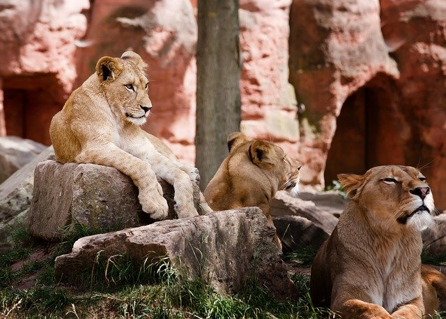 ライオンの家族